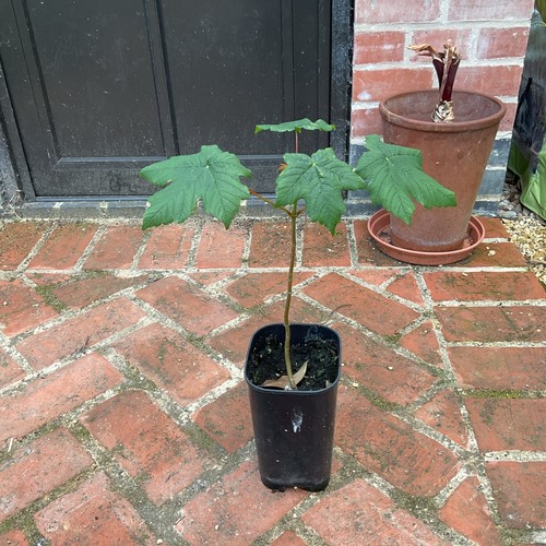 Sycamore tree sapling - sycamore,