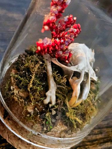 Tiny skull curio - tiny,