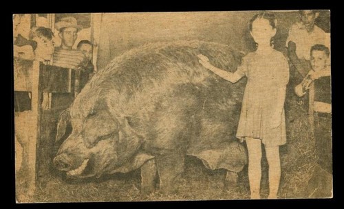 Vintage postcard littlefield - vintage,