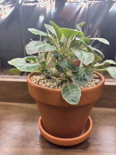 Dorstenia foetida seeds - dorstenia,