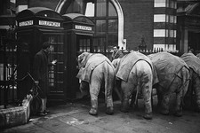 Circus elephant inspects a