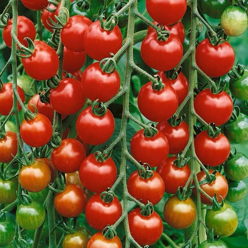 Tomato gardeners delight large - tomato,