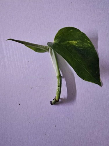 Unrooted golden pothos - unrooted,