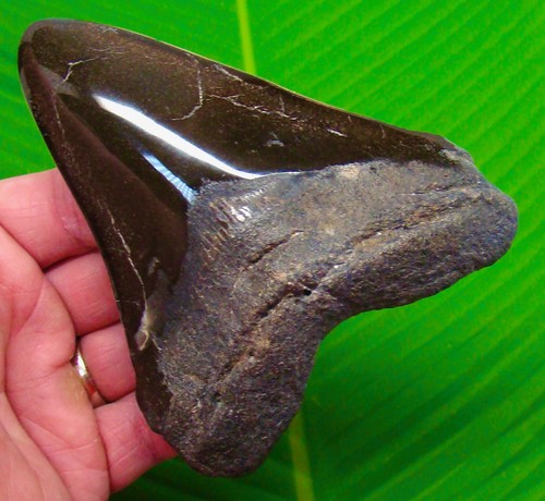Megalodon shark tooth - 5.05”,