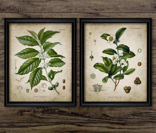 Coffee and tea plant print - plant,