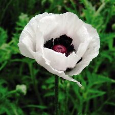 Poppy Oriental Royal Wedding Seeds Bee and Butterfly Attraction Hardy By T&M