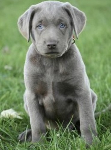 Silver labrador cross - labrador,
