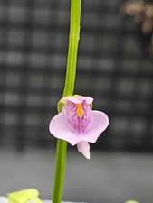 Utricularia Calycifida