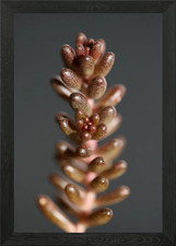 Sedum rubens Crassulaceae