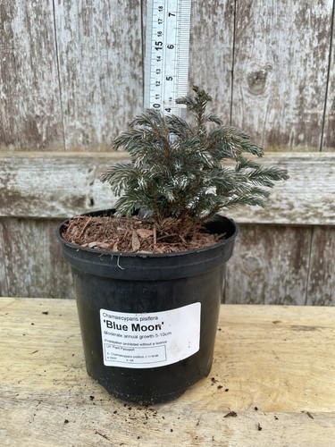 Sawara cypress blue - 'blue,