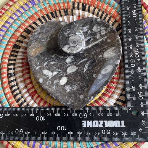 Fossil goniatite orthoceras - fossil,