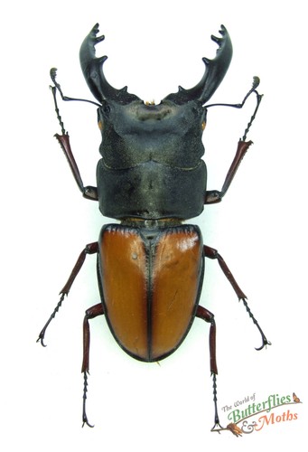 Stag beetle prosopocoilus - stag,