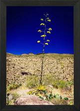 Century Plant in Arizona