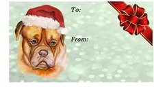 Dogue de Bordeaux Dog