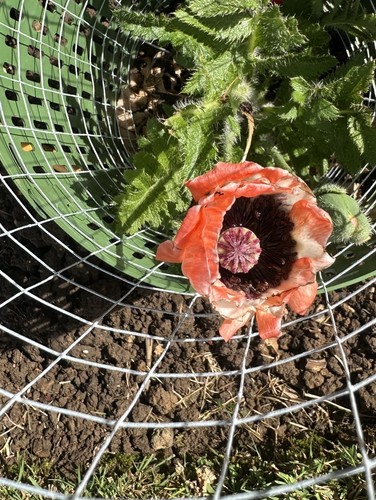 Papaver picotee cottage - papaver, 2l