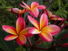 10 seeds mix of PLUMERIA RUBLE