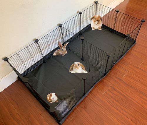 Xlarge guinea pig rabbit - guinea,