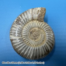 Fossilised perisphinctes