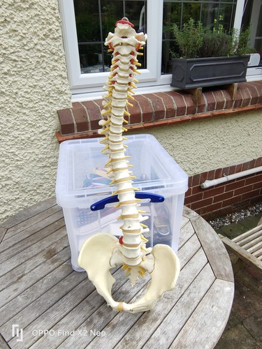 Spine model vertebral column - model,