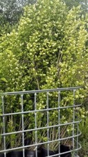 Pallet Deal 20 x 6-8ft 180-240cm Green Privet hedging Ligustrum ovalifoium