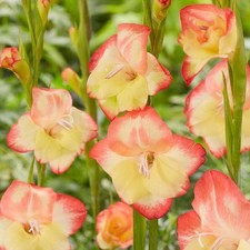 Hardy Gladiolus Las Vegas 10