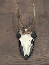 Roe Deer Skull Antler Mounted