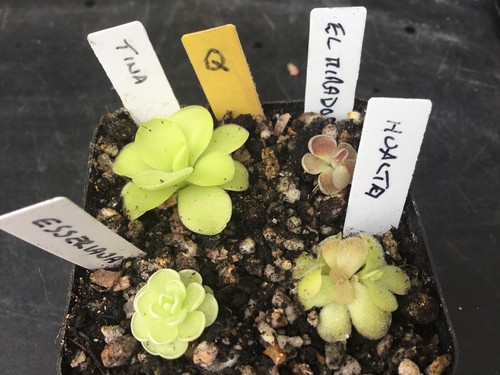 Pinguicula collection q - pinguicula,