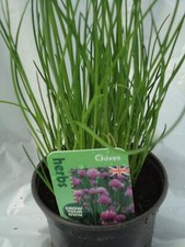 Chives herb plant loved - , by