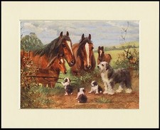 OLD ENGLISH SHEEPDOG PUPPIES