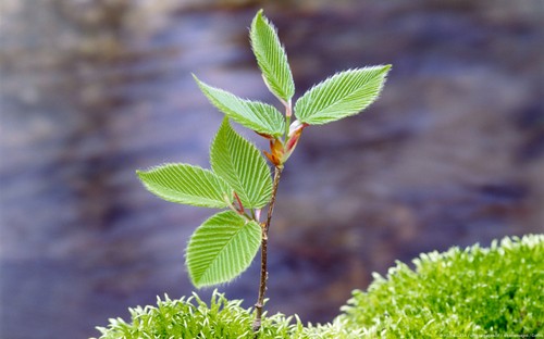 Truffle tree beech - truffle,