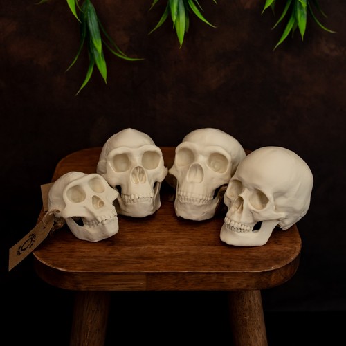 Human skull evolution set - human,