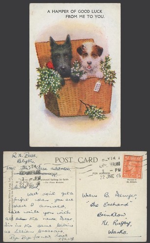 Scottie dog puppy - dog,