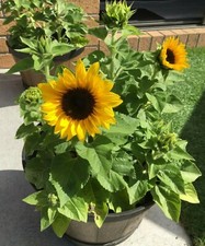 15 Pygmy Sunflower Seeds  - Dwarf 18 to 20 inches tall