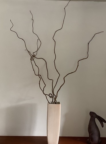 Twisted hazel branches - twisted,