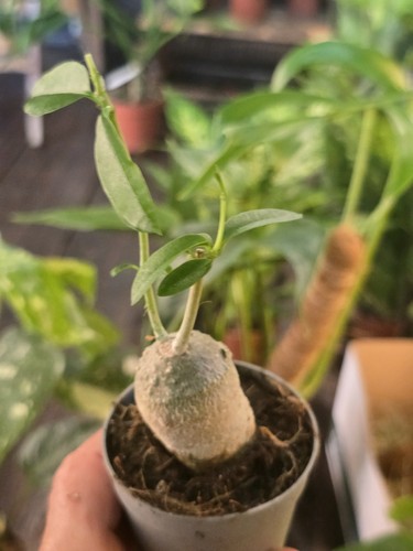Fockea edulis caudex - edulis,,