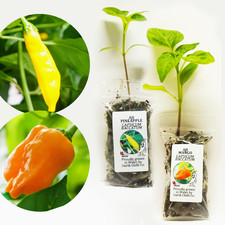 Aji Mango & Pineapple Pair of