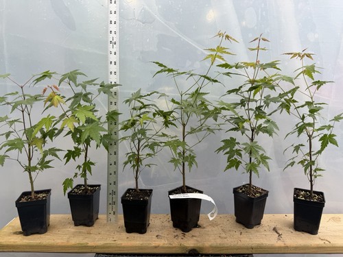 Japanese maple seedlings - 6,