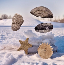 Fossils Prehistoric bundle