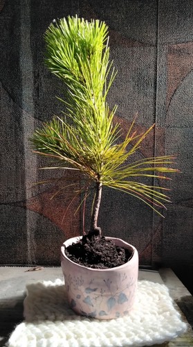 Macedonian pine linus peuce - linus,