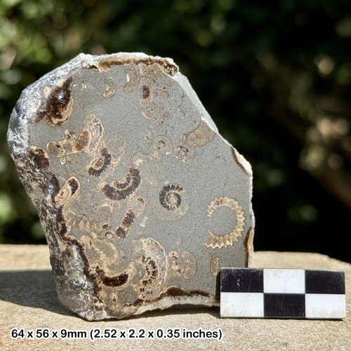 Promicroceras ammonite fossil - promicroceras,