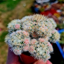 Mammillaria Vetula ssp. Gracilis | Arizona Snowcap | white pink cactus plant