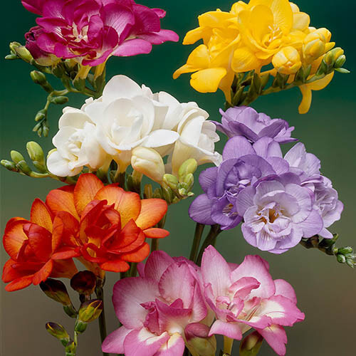 Freesia double mixed colour - double,