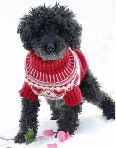 Valentines day l dog - ,