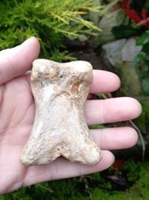 Fossil Bison toe bone foot Fossilized Mammal Iceage UK Pleistocene 100% Genuine