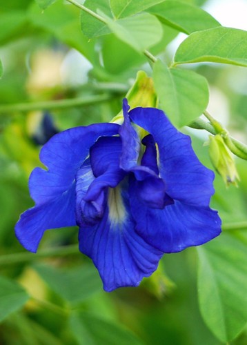 Butterfly pea clitoria - butterfly,