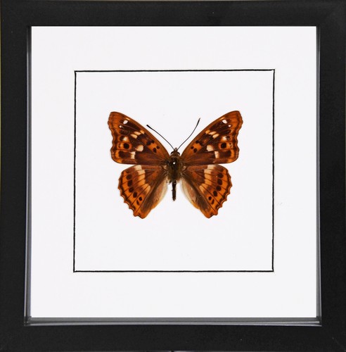 Freyer purple emperor - freyer's,
