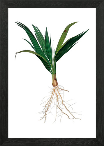Vintage date palm tree - tree, framed
