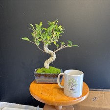 Ficus Ginseng Decorative