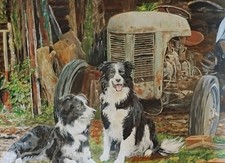 2 Collie Sheepdogs And Old