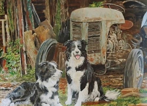Collie sheepdogs and old - 2,